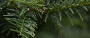 Preview wallpaper needles, branch, water, drops, macro