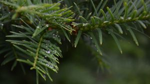 Preview wallpaper needles, branch, water, drops, macro