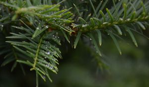 Preview wallpaper needles, branch, water, drops, macro