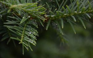 Preview wallpaper needles, branch, water, drops, macro