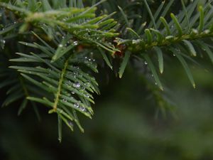 Preview wallpaper needles, branch, water, drops, macro