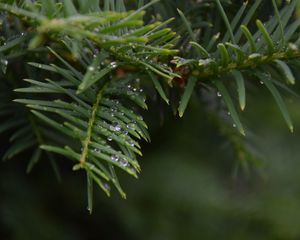 Preview wallpaper needles, branch, water, drops, macro