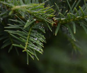 Preview wallpaper needles, branch, water, drops, macro