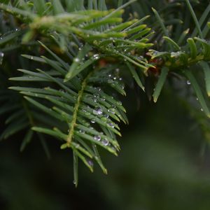 Preview wallpaper needles, branch, water, drops, macro