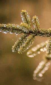 Preview wallpaper needles, branch, web, drops, macro