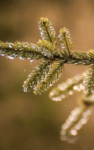 Preview wallpaper needles, branch, web, drops, macro