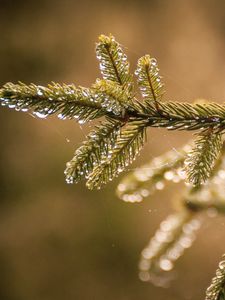 Preview wallpaper needles, branch, web, drops, macro