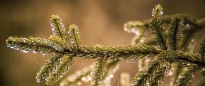 Preview wallpaper needles, branch, web, drops, macro