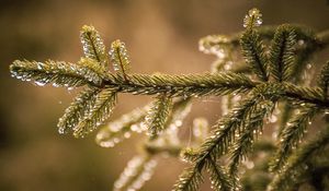 Preview wallpaper needles, branch, web, drops, macro
