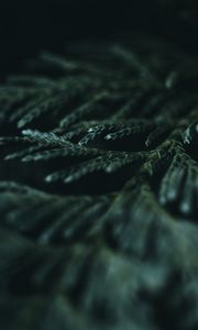 Preview wallpaper needles, branches, dark, macro
