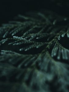 Preview wallpaper needles, branches, dark, macro