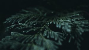 Preview wallpaper needles, branches, dark, macro