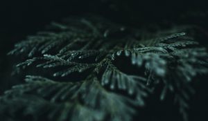 Preview wallpaper needles, branches, dark, macro