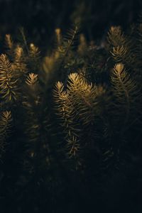 Preview wallpaper needles, branches, macro, tree