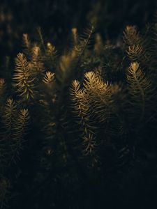 Preview wallpaper needles, branches, macro, tree
