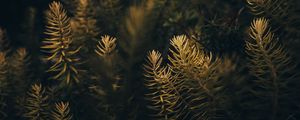 Preview wallpaper needles, branches, macro, tree