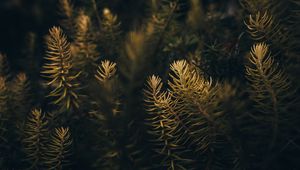 Preview wallpaper needles, branches, macro, tree