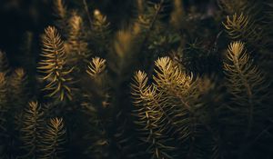 Preview wallpaper needles, branches, macro, tree