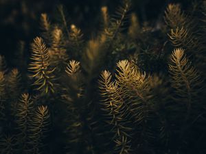 Preview wallpaper needles, branches, macro, tree