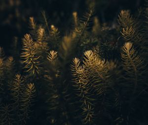 Preview wallpaper needles, branches, macro, tree