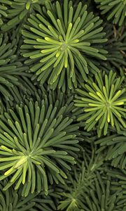 Preview wallpaper needles, branches, macro, green