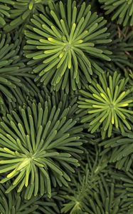 Preview wallpaper needles, branches, macro, green