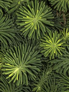 Preview wallpaper needles, branches, macro, green