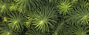 Preview wallpaper needles, branches, macro, green