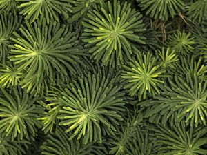 Preview wallpaper needles, branches, macro, green