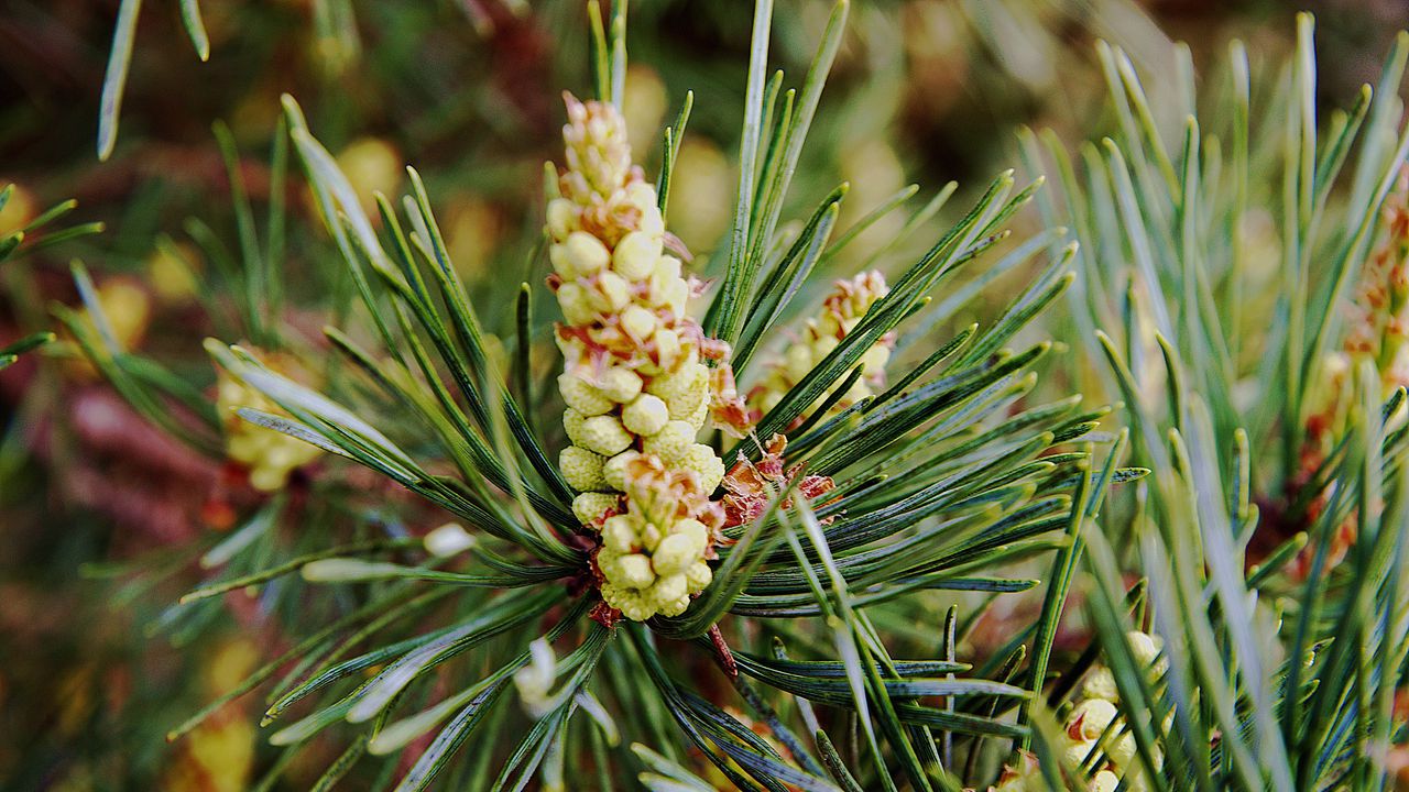 Wallpaper needles, branches, pins, cones
