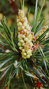 Preview wallpaper needles, branches, pins, cones