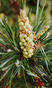 Preview wallpaper needles, branches, pins, cones