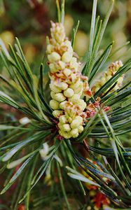 Preview wallpaper needles, branches, pins, cones