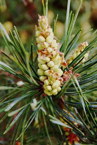 Preview wallpaper needles, branches, pins, cones