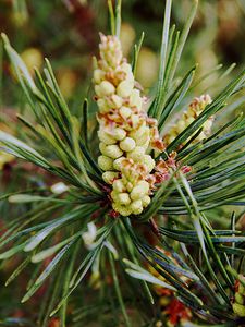 Preview wallpaper needles, branches, pins, cones