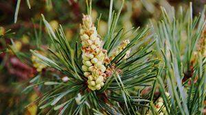 Preview wallpaper needles, branches, pins, cones