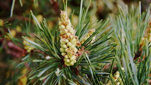 Preview wallpaper needles, branches, pins, cones