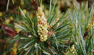 Preview wallpaper needles, branches, pins, cones