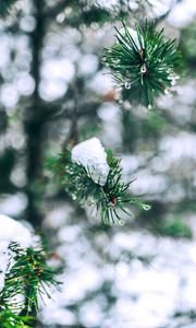 Preview wallpaper needles, branches, snow, snowy