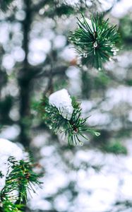 Preview wallpaper needles, branches, snow, snowy