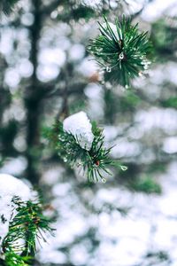 Preview wallpaper needles, branches, snow, snowy