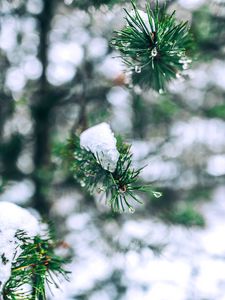 Preview wallpaper needles, branches, snow, snowy