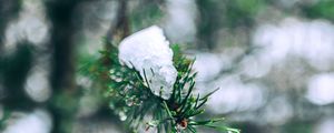 Preview wallpaper needles, branches, snow, snowy