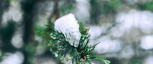 Preview wallpaper needles, branches, snow, snowy