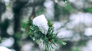 Preview wallpaper needles, branches, snow, snowy