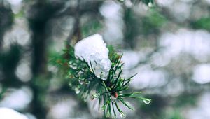 Preview wallpaper needles, branches, snow, snowy