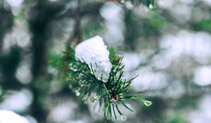 Preview wallpaper needles, branches, snow, snowy