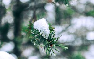 Preview wallpaper needles, branches, snow, snowy