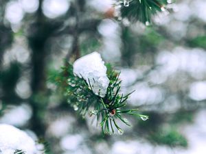 Preview wallpaper needles, branches, snow, snowy