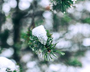 Preview wallpaper needles, branches, snow, snowy